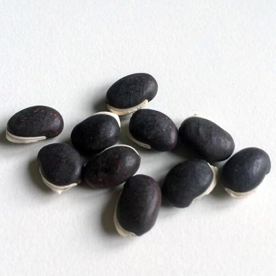 Hyacinth Bean Seeds for Planting – Fast-Growing, Climbing Vine with Vibrant Purple Flowers