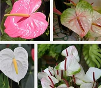 Flower Seeds, Seeds,Seeds For Planting,Plant Seeds