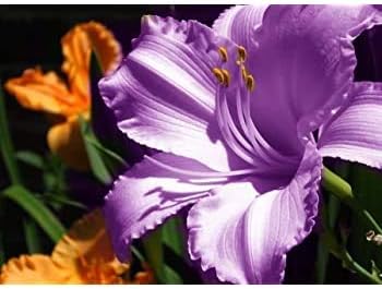 Flower Seeds, Seeds,Seeds For Planting,Plant Seeds