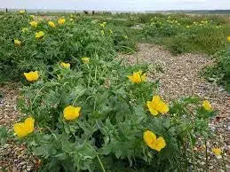 Glaucium Flavum Flower Seeds for Planting – Seasonal Bloomer, Heirloom, Non-GMO, High Germination Seeds