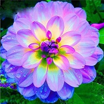 Flower Seeds, Seeds,Seeds For Planting,Plant Seeds