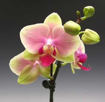 Green Pink Phalaenopsis Orchid Flower Seeds for Planting – Heirloom, Non-GMO, Organic Garden Seeds