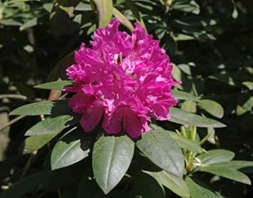 Flower Seeds, Seeds,Seeds For Planting,Plant Seeds