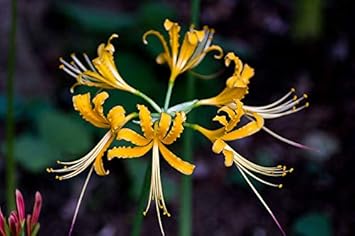 Flower Seeds, Seeds,Seeds For Planting,Plant Seeds