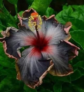 Flower Seeds, Seeds,Seeds For Planting,Plant Seeds