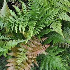 Flower Seeds, Seeds,Seeds For Planting,Plant Seeds
