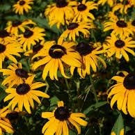 Flower Seeds, Seeds,Seeds For Planting,Plant Seeds