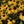 Flower Seeds, Seeds,Seeds For Planting,Plant Seeds
