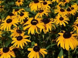 Flower Seeds, Seeds,Seeds For Planting,Plant Seeds