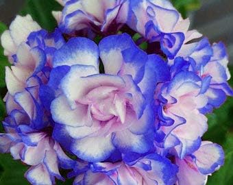 Flower Seeds, Seeds,Seeds For Planting,Plant Seeds