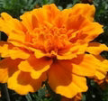 Orange Carnations Flower Seeds for Planting – Heirloom, Non-GMO Shade-Tolerant Organic Garden Seeds