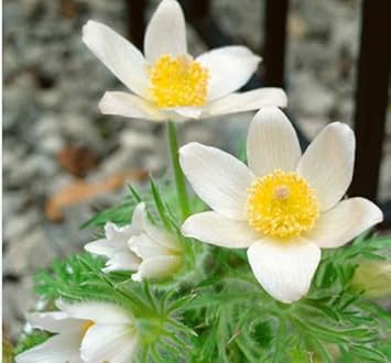 Flower Seeds, Seeds,Seeds For Planting,Plant Seeds