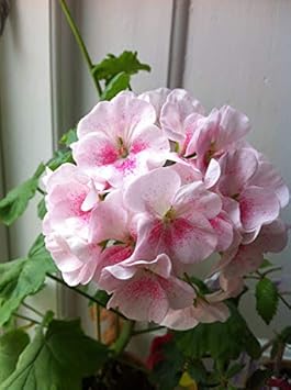 Flower Seeds, Seeds,Seeds For Planting,Plant Seeds