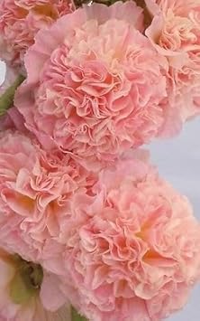 Flower Seeds, Seeds,Seeds For Planting,Plant Seeds