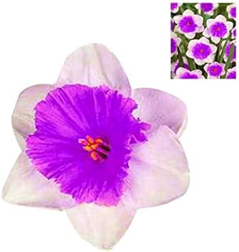 Flower Seeds, Seeds,Seeds For Planting,Plant Seeds