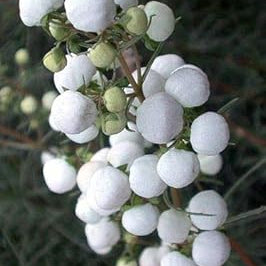 Flower Seeds, Seeds,Seeds For Planting,Plant Seeds