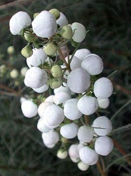 Flower Seeds, Seeds,Seeds For Planting,Plant Seeds