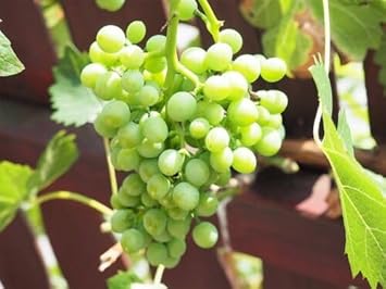 Fruit Seeds,Garden seeds, Seeds For Planting,Plant Seeds