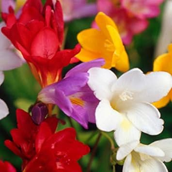 Flower Seeds, Seeds,Seeds For Planting,Plant Seeds