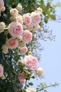 Pale Pink Climbing Perennial Rose Seeds for Planting – Heirloom, Non-GMO, Cottage Garden Essential