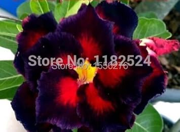 Flower Seeds, Seeds,Seeds For Planting,Plant Seeds