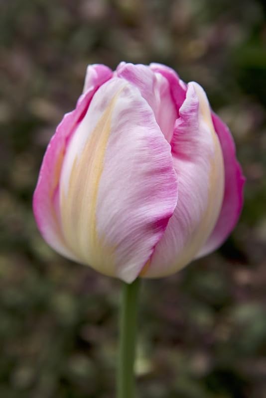 Light Pink Tulip Flower Seeds for Planting – Heirloom Non-GMO Organic Garden Seeds with High Germination