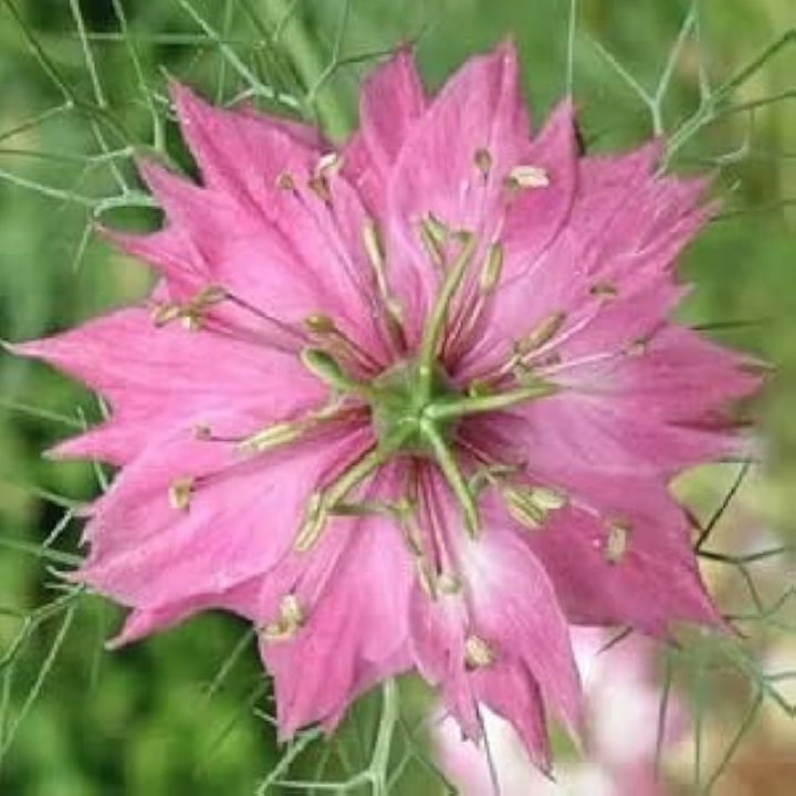 Flower Seeds, Seeds,Seeds For Planting,Plant Seeds