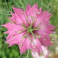 Nigella Damascena Flower Seeds for Planting – Heirloom, Non-GMO, High Germination Organic Garden Seeds