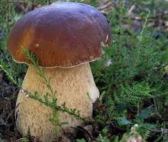 Vegetable Seeds,Garden seeds, Seeds For Planting,Plant Seeds