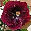 Red Black Hibiscus Flower Seeds – Heirloom, Non-GMO, High Germination Organic Garden Seeds for Planting