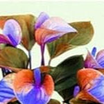 Flower Seeds, Seeds,Seeds For Planting,Plant Seeds