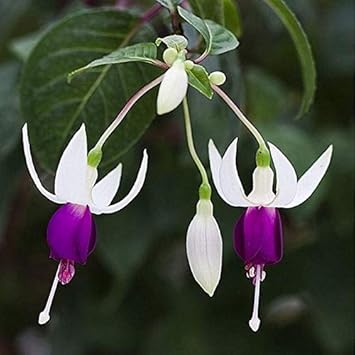 Flower Seeds, Seeds,Seeds For Planting,Plant Seeds