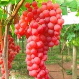 Fruit Seeds,Garden seeds, Seeds For Planting,Plant Seeds