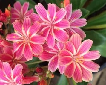Lewisia Cotyledon Flower Seeds for Planting – Perennial Rock Garden Favorite, Colorful Blooms