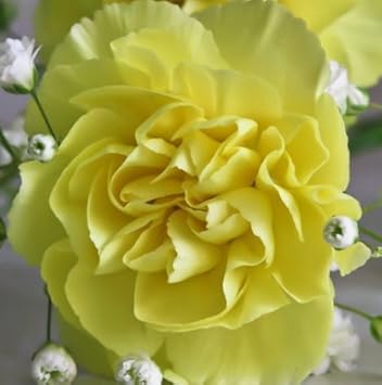Flower Seeds, Seeds,Seeds For Planting,Plant Seeds