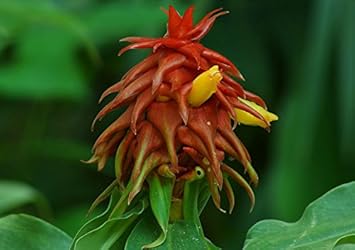 Vegetable Seeds,Garden seeds, Seeds For Planting,Plant Seeds