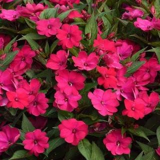 Flower Seeds, Seeds,Seeds For Planting,Plant Seeds