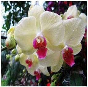 Flower Seeds, Seeds,Seeds For Planting,Plant Seeds