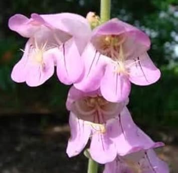 Flower Seeds, Seeds,Seeds For Planting,Plant Seeds