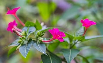 Flower Seeds, Seeds,Seeds For Planting,Plant Seeds