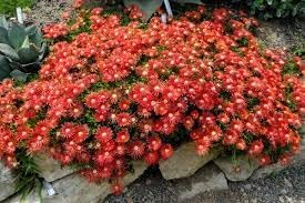 Flower Seeds, Seeds,Seeds For Planting,Plant Seeds