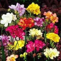 Fresia Flower Seeds for Planting - Heirloom, Non-GMO, High Germination Organic Garden Seeds