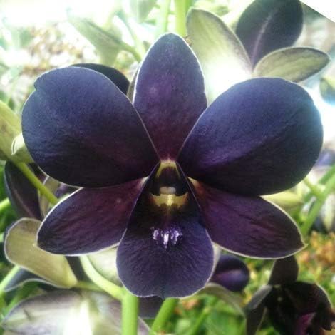 Black Dendrobium Flower Seeds for Planting – Heirloom Non-GMO, High Germination Organic Garden Seeds
