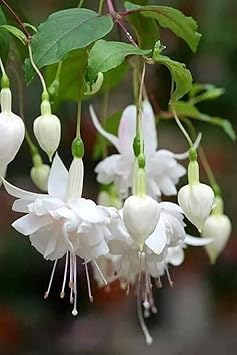 Flower Seeds, Seeds,Seeds For Planting,Plant Seeds