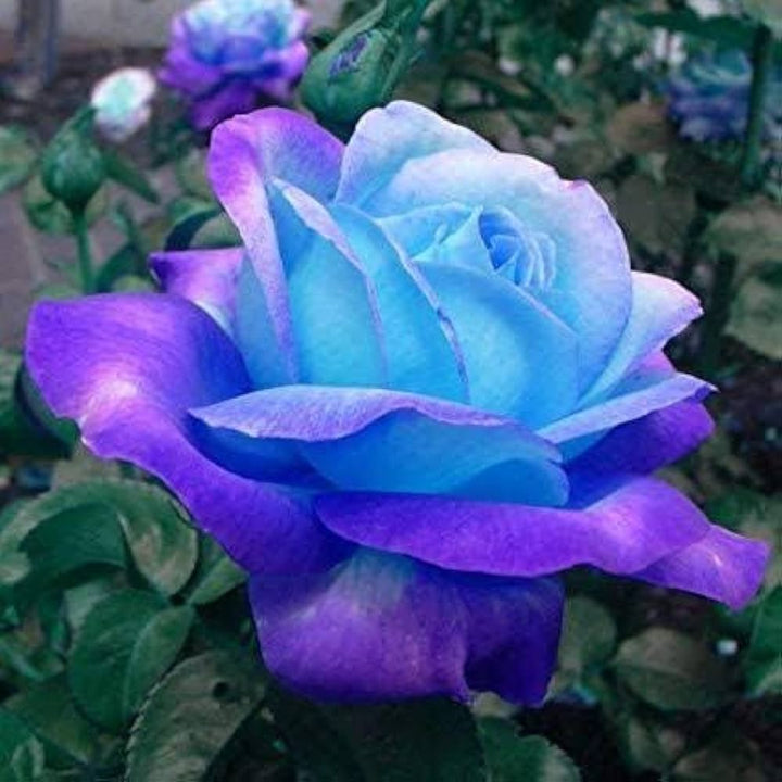 Blue Multi-Color Rose Flower Seeds – Heirloom &amp; Non-GMO Cut Flower Favorite for Home Garden