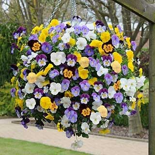 Flower Seeds, Seeds,Seeds For Planting,Plant Seeds