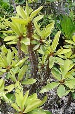 Flower Seeds, Seeds,Seeds For Planting,Plant Seeds