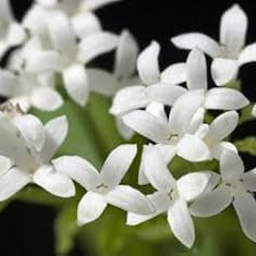 Flower Seeds, Seeds,Seeds For Planting,Plant Seeds