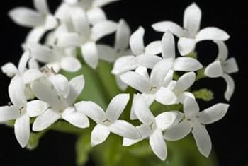 Flower Seeds, Seeds,Seeds For Planting,Plant Seeds