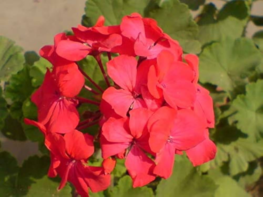 Flower Seeds, Seeds,Seeds For Planting,Plant Seeds